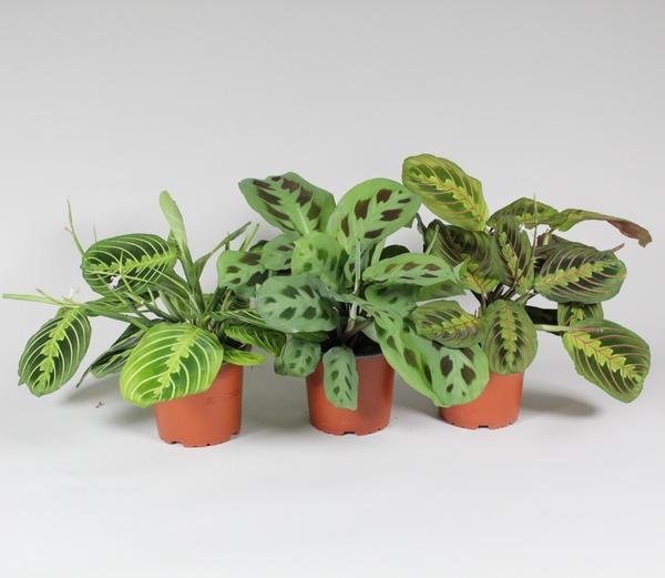 Maranta Leuconeura ‚Fascinator‘ Mix 3 Soorten