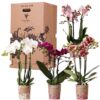 Kolibri Orchids – Überraschungsbox Mix – Pflanzen Vorteilsbox – Überraschungsbox mit 4 verschiedenen Orchideen – frisch vom Züchter