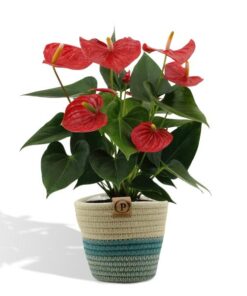 Anthurium andreanum Esudo incl. PURE Übertopf – ↕45 cm – Ø 12 cm