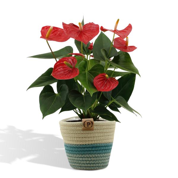 Anthurium andreanum Esudo incl. PURE Übertopf – ↕45 cm – Ø 12 cm