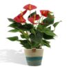 Anthurium andreanum Diamond Red incl. PURE Übertopf – ↕45 cm – Ø 12 cm