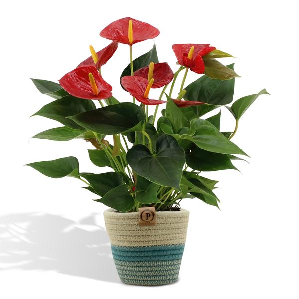 Anthurium andreanum Diamond Red incl. PURE Übertopf – ↕45 cm – Ø 12 cm