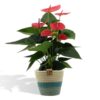 Anthurium andreanum Sweet Dream incl. Übertopf Geflochten – ↕45 cm – Ø 12 cm