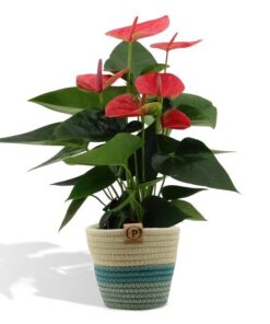 Anthurium andreanum Sweet Dream incl. Übertopf Geflochten – ↕45 cm – Ø 12 cm