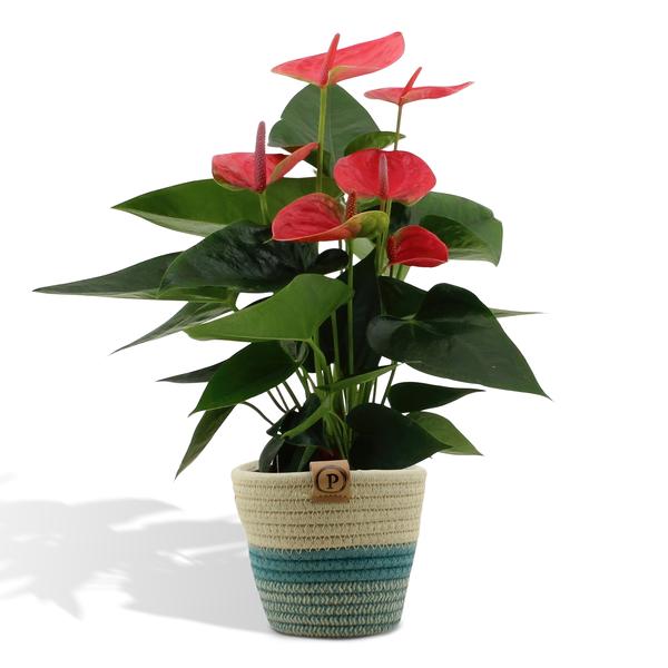 Anthurium andreanum Sweet Dream incl. Übertopf Geflochten – ↕45 cm – Ø 12 cm