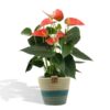 Anthurium Andreanum Prince of Orange incl. Übertopf Geflochten – ↕45 cm – Ø 12 cm