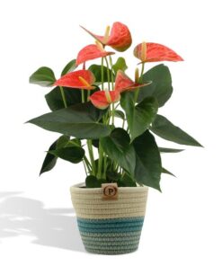 Anthurium Andreanum Prince of Orange incl. Übertopf Geflochten – ↕45 cm – Ø 12 cm