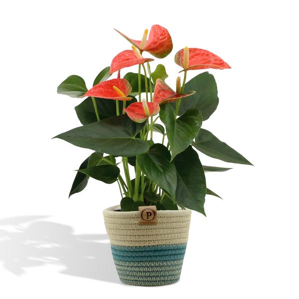 Anthurium Andreanum Prince of Orange incl. Übertopf Geflochten – ↕45 cm – Ø 12 cm