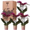 Kolibri Orchids – Überraschungsbox einfarbig – Pflanzen Vorteilsbox – Überraschungsbox mit 4 verschiedenen Orchideen – frisch vom Züchter