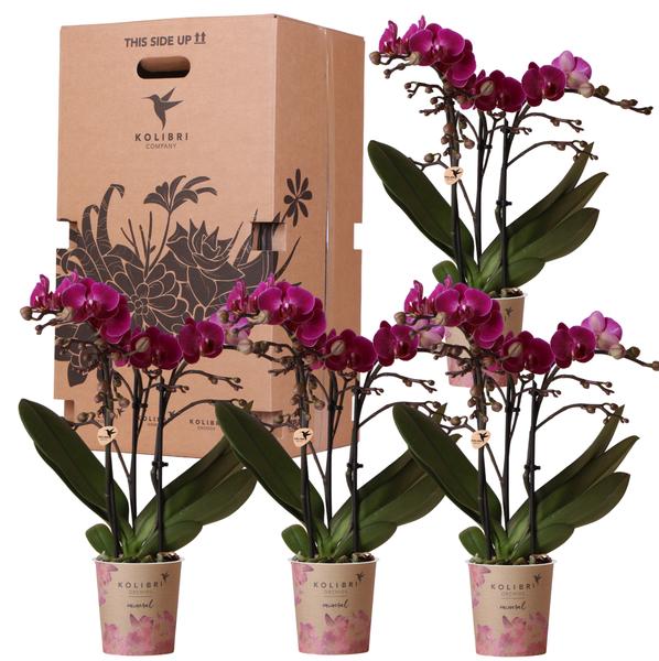 Kolibri Orchids – Überraschungsbox einfarbig – Pflanzen Vorteilsbox – Überraschungsbox mit 4 verschiedenen Orchideen – frisch vom Züchter