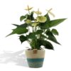 Anthurium andreanum Vanilla incl. Übertopf Geflochten – ↕45 cm – Ø 12 cm