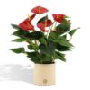 Anthurium andreanum Diamond Red incl. Übertopf PURE Farbe Zink – ↕45 cm – Ø 12 cm