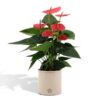 Anthurium andreanum Sweet Dream incl. Übertopf Farbe Zink – ↕45 cm – Ø 12 cm