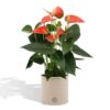 Anthurium Andreanum „Prince of Orange“ incl. Übertopf Zinkfarben  – ↕45 cm – Ø 12 cm