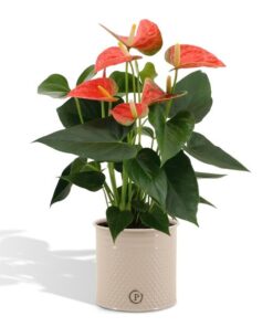 Anthurium Andreanum „Prince of Orange“ incl. Übertopf Zinkfarben  – ↕45 cm – Ø 12 cm