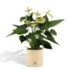 Anthurium andreanum Vanilla incl. Übertopf Farbe Zink – ↕45 cm – Ø 12 cm