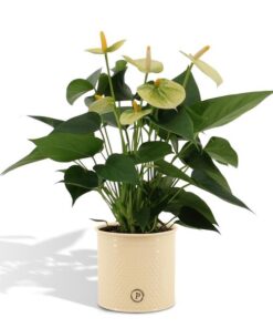 Anthurium andreanum Vanilla incl. Übertopf Farbe Zink – ↕45 cm – Ø 12 cm