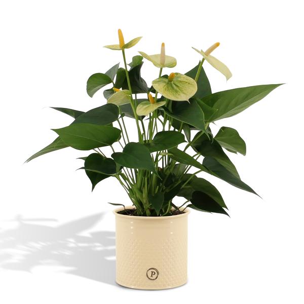 Anthurium andreanum Vanilla incl. Übertopf Farbe Zink – ↕45 cm – Ø 12 cm