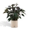 Anthurium andreanum Black Love incl. Übertopf PURE Farbe Zink – ↕45 cm – Ø 12 cm