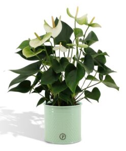 Anthurium andreanum Namora incl. PURE Übertopf Farbe Zink – ↕45 cm – Ø 12 cm