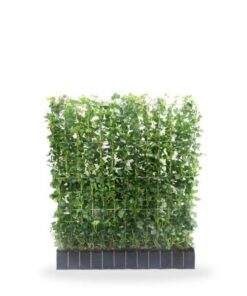 Hedera hibernica – ↨120cm – 1 pcs