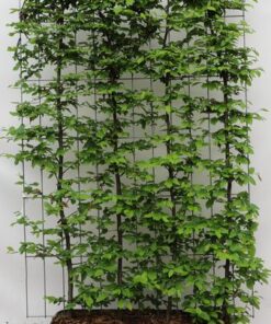 Carpinus betulus – ↨180cm – 1 pcs