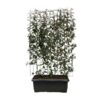 Elaeagnus ebbingei – ↨180cm – 1 pcs