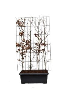 Fagus sylvatica – ↨180cm – 1 pcs