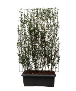 Ligustrum ovalifolium – ↨180cm – 1 pcs