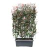 Photinia fraseri – ↨180cm – 1 pcs