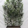 Prunus l. ‚Angustifolia‘ – ↨180cm – 1 pcs