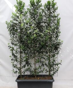 Prunus l. ‚Angustifolia‘ – ↨180cm – 1 pcs