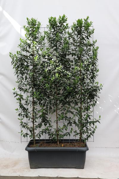 Prunus l. ‚Angustifolia‘ – ↨180cm – 1 pcs