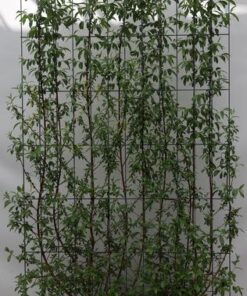 Salix alba ‚Chermesina‘ – ↨180cm – 1 pcs