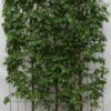 Betula pendula – ↨180cm – 1 pcs