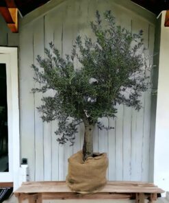 Olea europaea op stam 45 liter, Olijf op stam