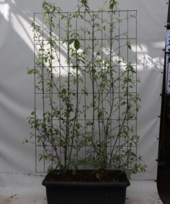 Callicarpa bod. ‚Profusion‘ – ↨180cm – 1 pcs