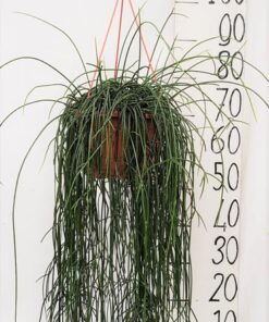 Rhipsalis Flocosa 20cm – Ø20cm – ↕60cm