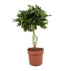 Schefflera Arboricola Gerda – Ø21cm – ↕80cm