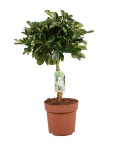 Schefflera Arboricola Gerda – Ø21cm – ↕80cm