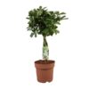 Schefflera Arboricola Nora – Ø21cm – ↕80cm