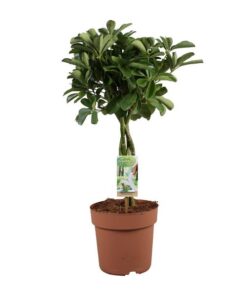 Schefflera Arboricola Nora – Ø21cm – ↕80cm