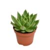 Echeveria Miranda – Ø10,5cm – ↕15cm