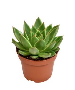 Echeveria Miranda – Ø10,5cm – ↕15cm