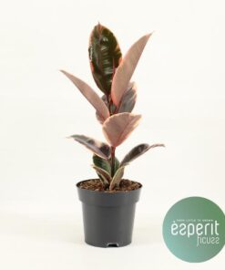 Ficus Elastica Belize (R) – Ø14cm – ↕45cm