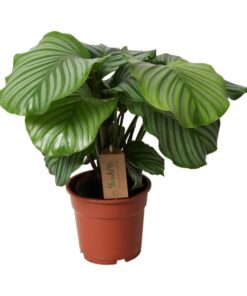 Calathea Orbifolia  – Ø17 cm – ↕35 cm