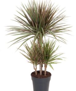 Dracaena Bicolor 45-carrousel – Ø21cm – ↕100cm