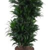 Dracaena Compacta Vertakt P27 – Ø27cm – ↕100cm