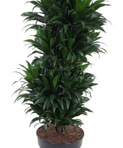 Dracaena Compacta Vertakt P27 – Ø27cm – ↕100cm