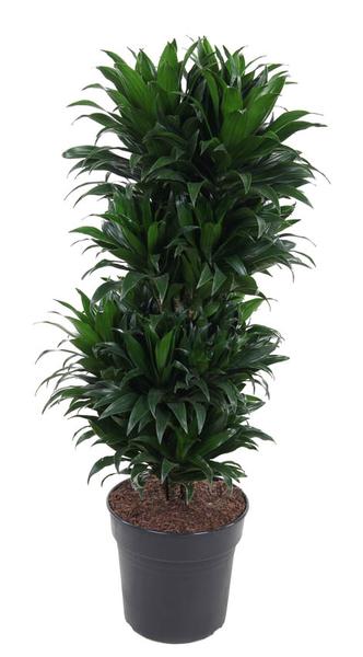 Dracaena Compacta Vertakt P27 – Ø27cm – ↕100cm